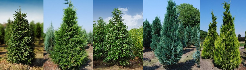 Plantes_haie_qualité_garantie_livraison